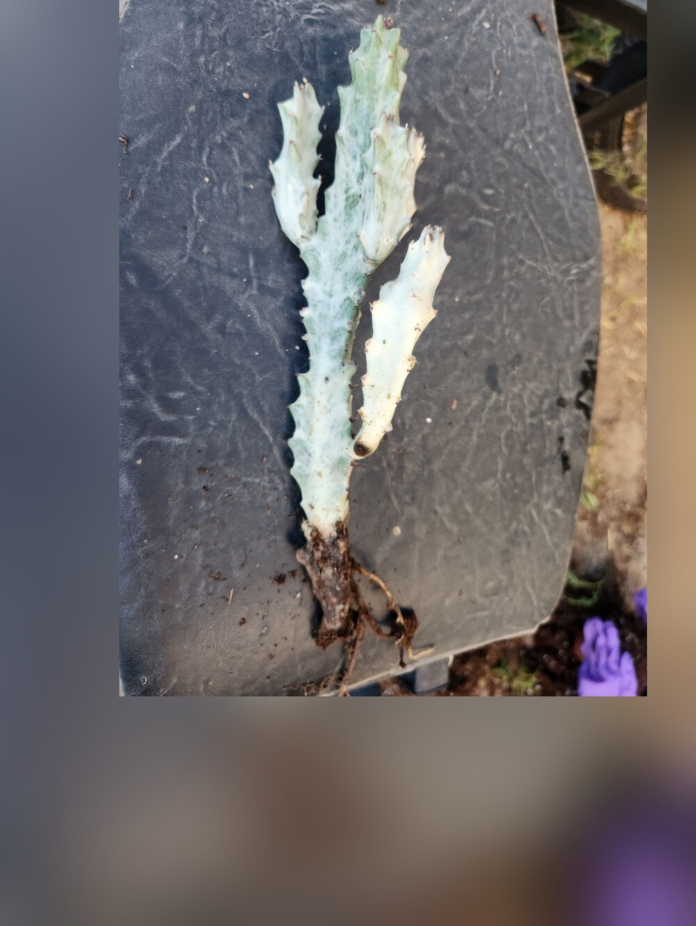 RARE 10" Euphorbia Lactea Ghost Variegated Dragon Bones With multiple arms - Picture 2 of 14